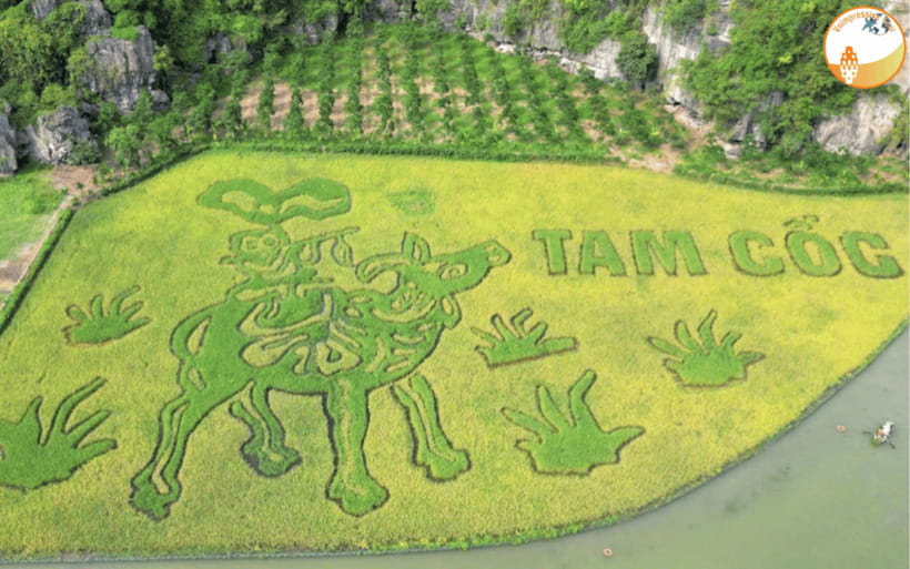NINH BINH DAY TRIP: HOA LU,MUA CAVES &THUNG NHAM BIRD VALLEY - A 10-hour timeline that actually feels manageable