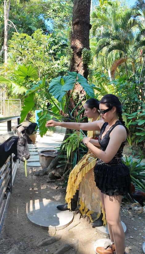 Phuket: Bird Park Entry Ticket - Close Encounters With Birds: Feeding and Touch Moments