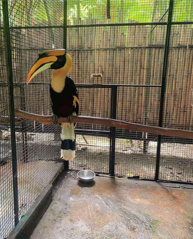 Phuket: Bird Park Entry Ticket - Accessibility and Who This Fits Best