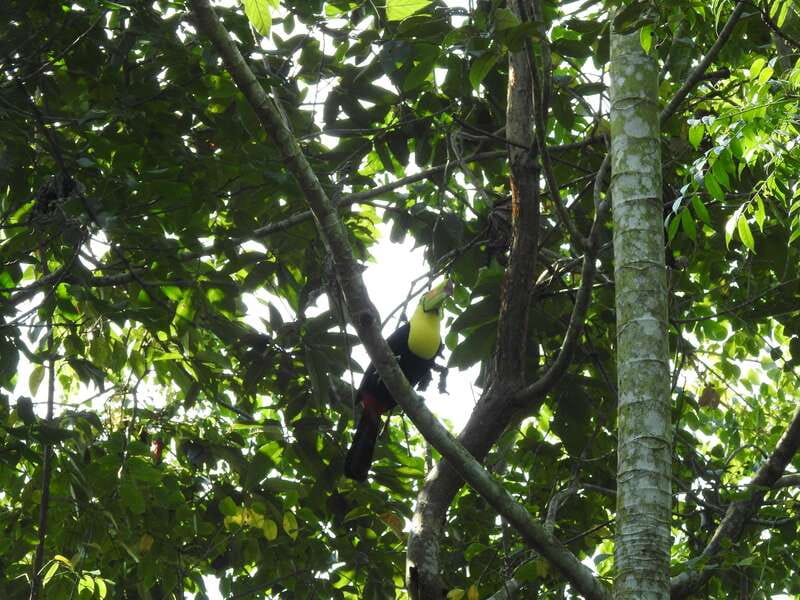 Playa del Carmen: Guided Birdwatching Hike - Key things I’d bet on before you go