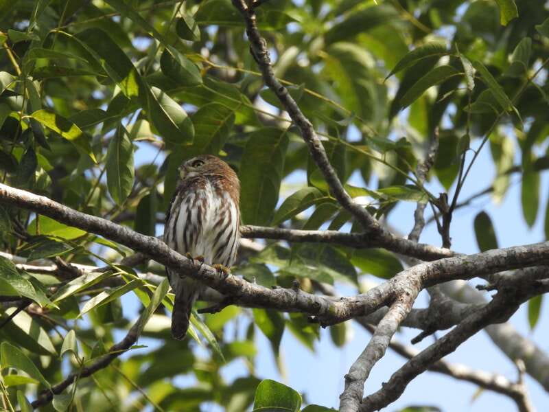 Playa del Carmen: Guided Birdwatching Hike - Why Ruta de Los Cenotes makes this bird hike feel worthwhile