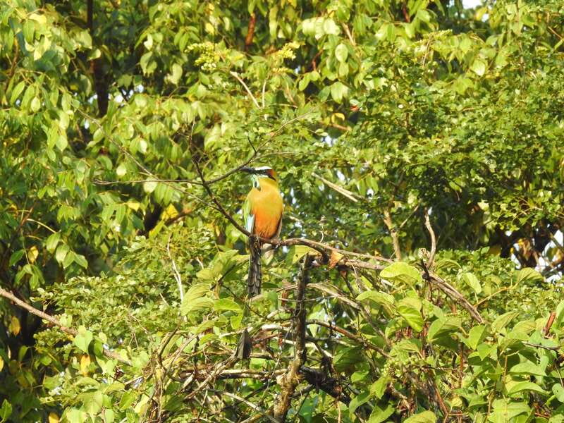 Playa del Carmen: Guided Birdwatching Hike - Jungle wildlife viewing: the 30+ species goal and how the guide helps