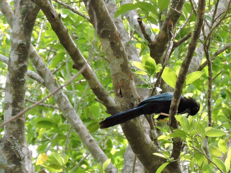 Playa del Carmen: Guided Birdwatching Hike - Value check: is $178 a good deal for this kind of birdwatching?
