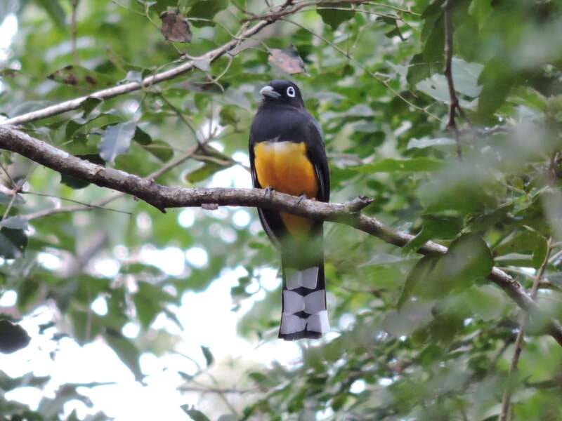 Playa del Carmen: Guided Birdwatching Hike - Who should book this hike (and who should skip it)