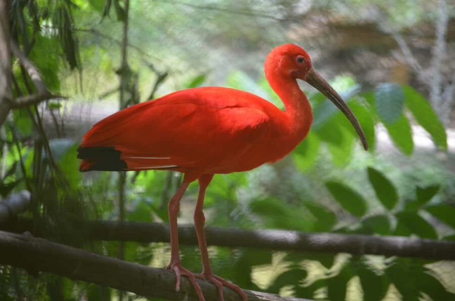 Port of Spain: Caroni Bird Sanctuary by Boat - Key Things That Make This Boat Tour Worth Your Time