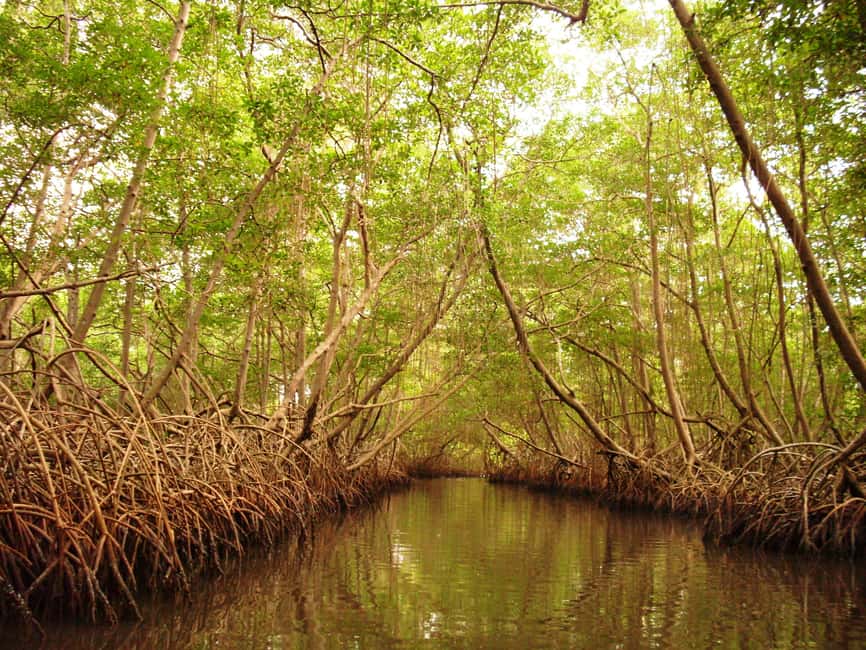 Port of Spain: Caroni Bird Sanctuary by Boat - From Port of Spain Pickup to the Caroni Swamp Waterways
