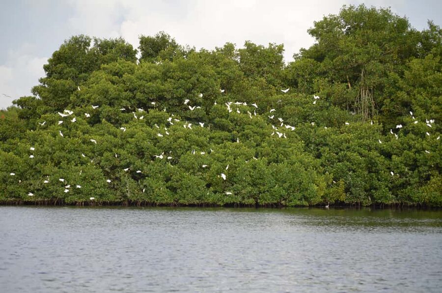Port of Spain: Caroni Bird Sanctuary by Boat - How the Guide Helps You Spot Birds (Without Guesswork)