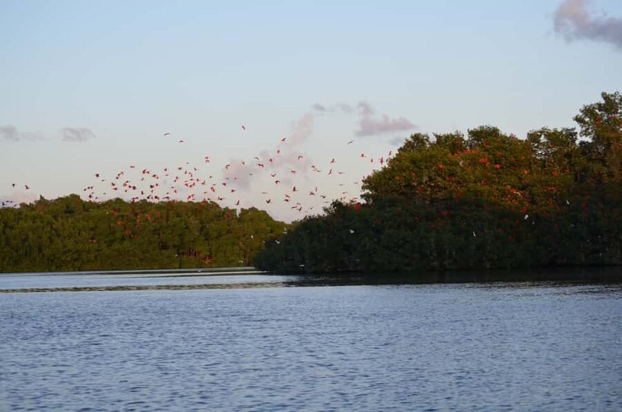 Port of Spain: Caroni Bird Sanctuary by Boat - The Boat Cruise: Mangroves, Lagoon, and That Dusk Light