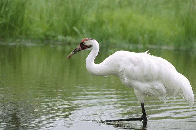 Private Day-Trip to Bharatpur Bird Sanctuary from Agra - Key reasons this trip works