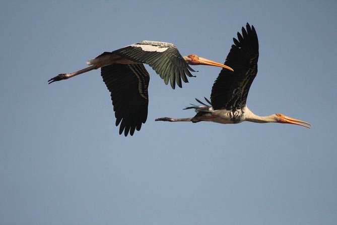 Private Day-Trip to Bharatpur Bird Sanctuary from Agra - Rickshaw birding: how you actually see Keoladeo
