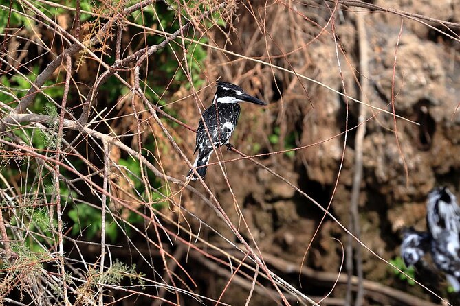 Private Half-Day Bird Watching Tour in Aswan - Lord Kitchener’s Island: why Aswan birding feels different