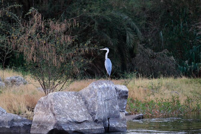 Private Half-Day Bird Watching Tour in Aswan - The felucca (and how to make the boat part work for you)