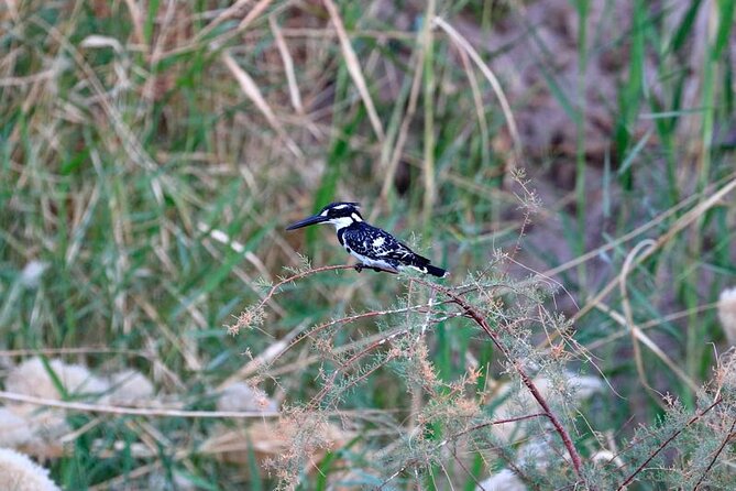 Private Half-Day Bird Watching Tour in Aswan - Nubian Village to Lord Kitchener’s Island: a 3-hour plan that fits real schedules