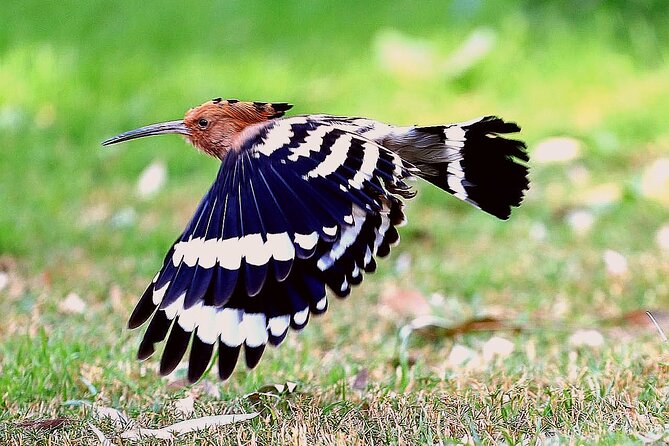 Private Half-Day Bird Watching Tour in Aswan - When to go and what weather means for your birding odds