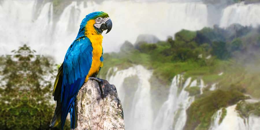 Puerto Iguazu: Iguaza Falls Brazilian Side & Bird Park Tour - Key things to know before you go