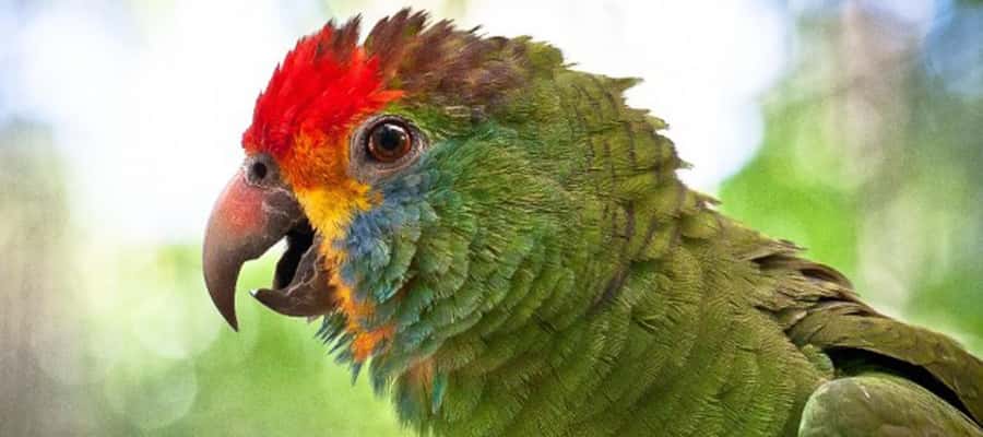 Puerto Iguazu: Iguaza Falls Brazilian Side & Bird Park Tour - What it costs: tour price plus the two big entrance fees