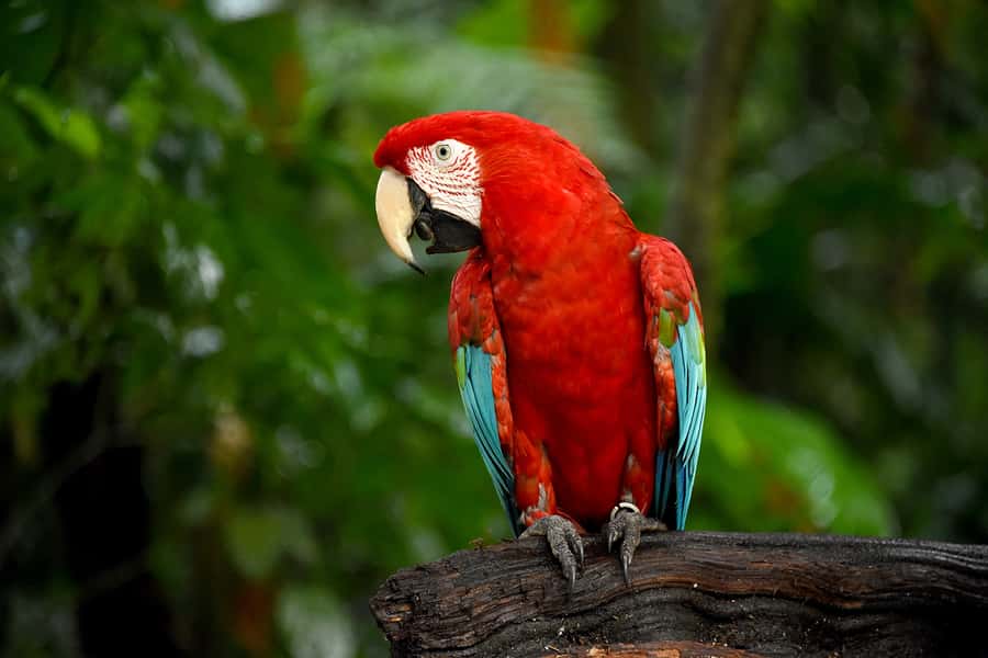 Puerto Iguazu: Iguaza Falls Brazilian Side & Bird Park Tour - Food timing: plan snacks, not a sit-down lunch