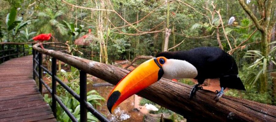 Puerto Iguazu: Iguaza Falls Brazilian Side & Bird Park Tour - Optional helicopter ride: add-on views if you time it right