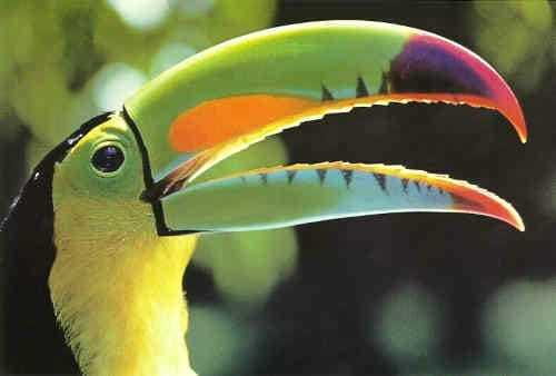 Riviera Maya: Puerto Morelos 4-Hour Bird Watching Tour - Key things that make this tour worth it