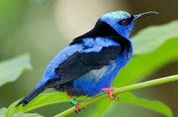 Riviera Maya: Puerto Morelos 4-Hour Bird Watching Tour - Why Puerto Morelos jungle birding hits at the right moment