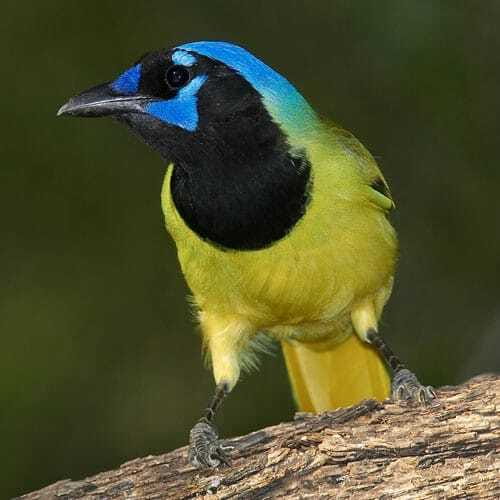 Riviera Maya: Puerto Morelos 4-Hour Bird Watching Tour - Reaching the jungle: why the air-conditioned ride matters more than you think