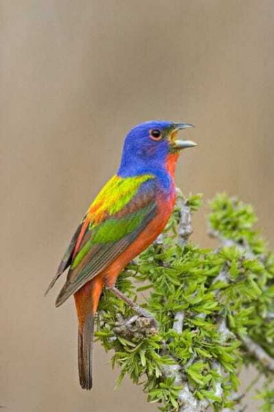 Riviera Maya: Puerto Morelos 4-Hour Bird Watching Tour - The 6-hour schedule: early pickup, a long hike, then time to refuel