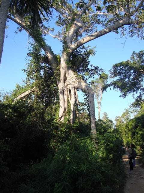 Riviera Maya: Puerto Morelos 4-Hour Bird Watching Tour - The 4-hour jungle hike: how guides turn walking into bird-finding
