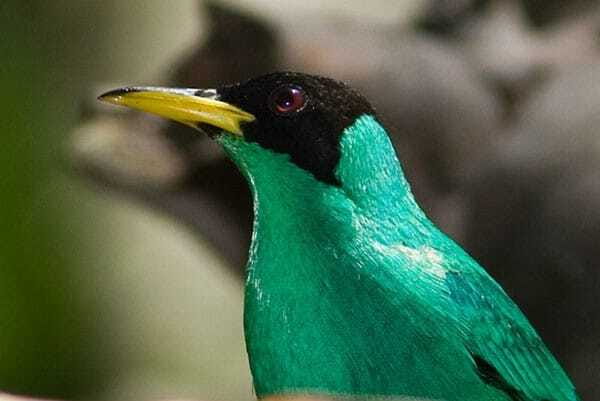 Riviera Maya: Puerto Morelos 4-Hour Bird Watching Tour - Breakfast and the fruit snack break: keep energy up without losing momentum