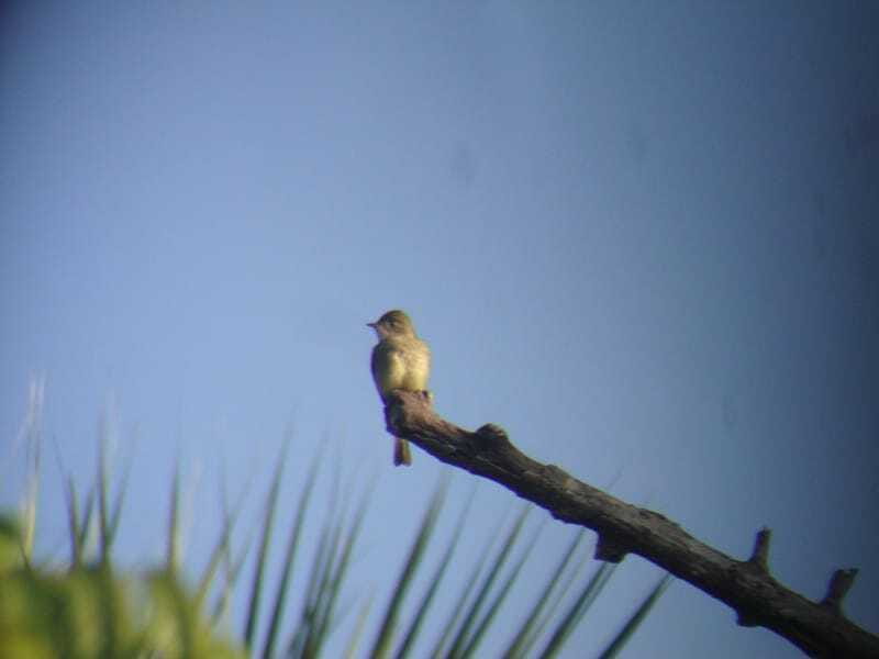 Riviera Maya: Puerto Morelos 4-Hour Bird Watching Tour - Price and logistics: what $690 per group up to 2 actually buys