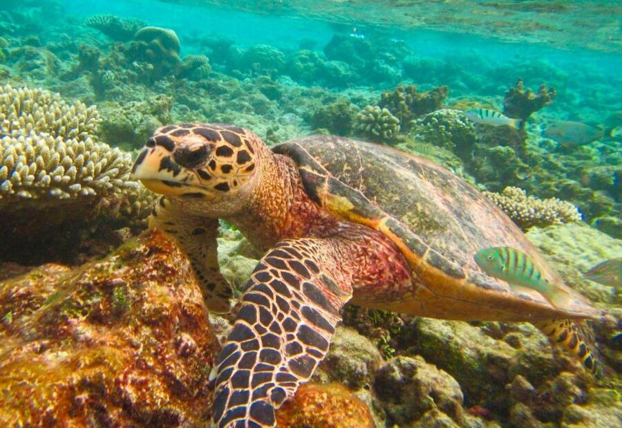 Similan Islands Early-Bird Tour From Phuket and Khao Lak! - What’s included in the price of $125: where the value comes from