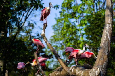 Singapore: Bird Paradise - 8 aviaries and 3,500 birds: how to pace your visit