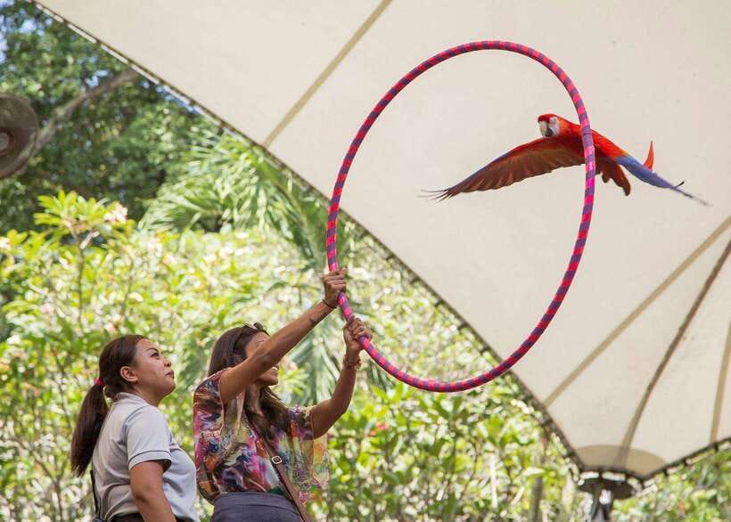 Singapore: Bird Paradise Entry Ticket - Key Points I Think You’ll Care About