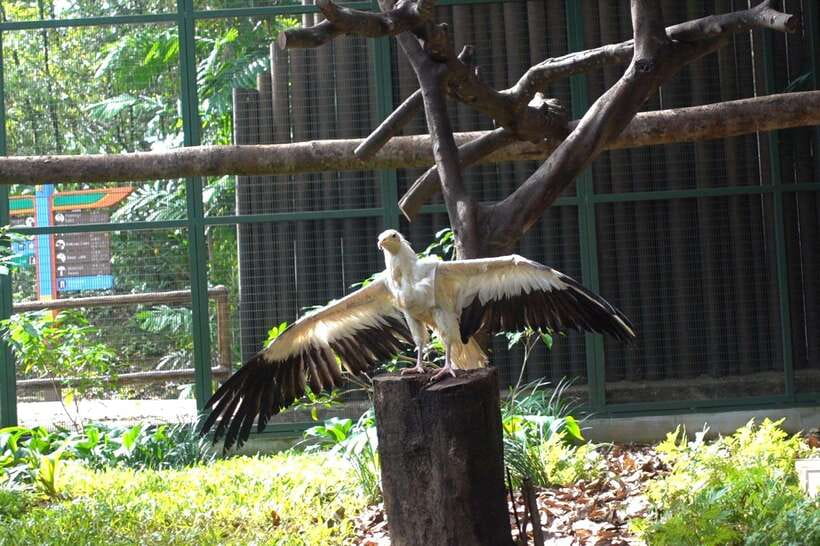 Singapore: Bird Paradise Entry Ticket - African Waterfall Aviary: Where Atmosphere Becomes Part of the Birds’ Habitat