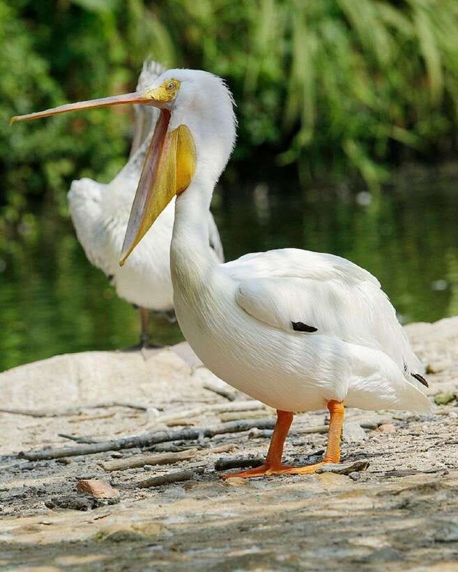 Singapore: Bird Paradise Entry Ticket - Southeast Asian Aviaries: The Big Variety That Keeps You Hooked