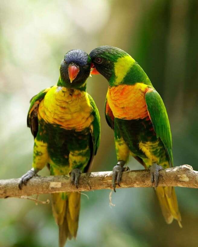 Singapore: Bird Paradise Entry Ticket - Penguin Coast and the Value of a Themed Detour