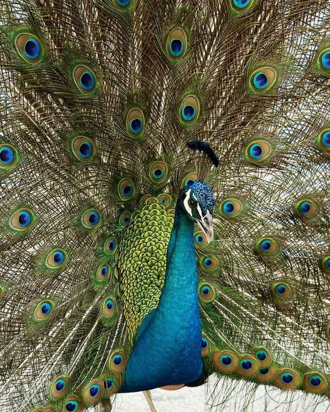 Singapore: Bird Paradise Entry Ticket - Feeding Sessions and Parrot Lunch: Close Encounters with Clear Rules