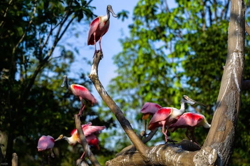 Singapore: Bird Paradise - 8 aviaries and 3,500 birds: how to pace your visit