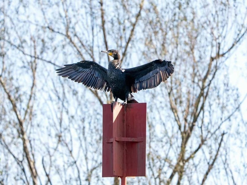 Skadar Lake National Park: Birdwatching & Photography Tour - Key moments that make this tour worth your time