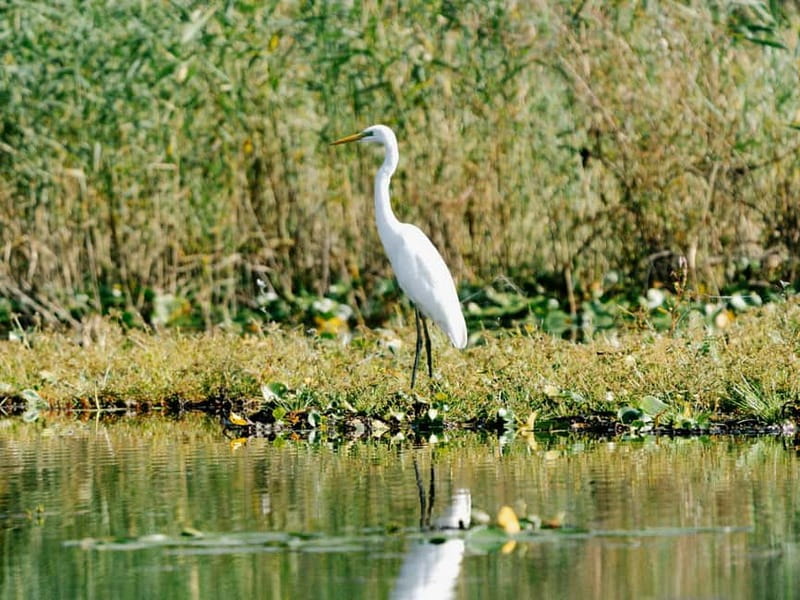 Skadar Lake National Park: Birdwatching & Photography Tour - Why Skadar Lake birdwatching feels different at the start of day