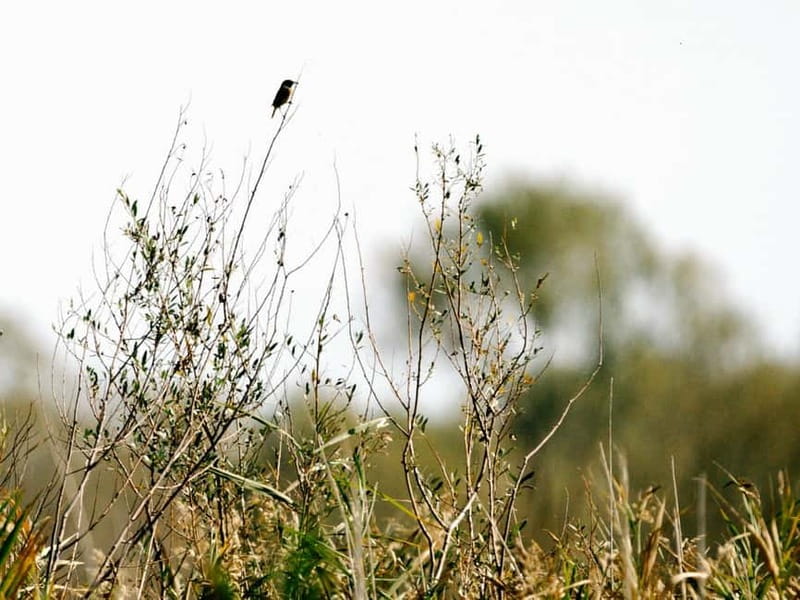 Skadar Lake National Park: Birdwatching & Photography Tour - Virpazar meeting point: get oriented and settle in early