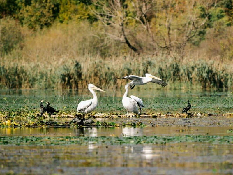 Skadar Lake National Park: Birdwatching & Photography Tour - What you’re actually likely to see: pelicans and friends