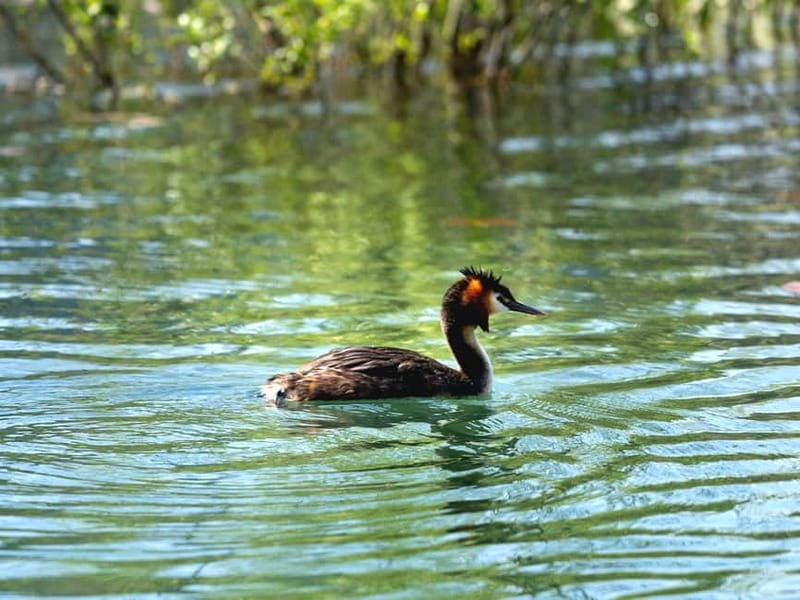 Skadar Lake National Park: Birdwatching & Photography Tour - Photography help that doesn’t waste time