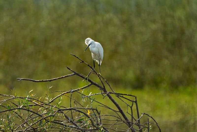 Skadar Lake National Park: Birdwatching & Photography Tour - Price and value: how $43 fits a real morning on the lake