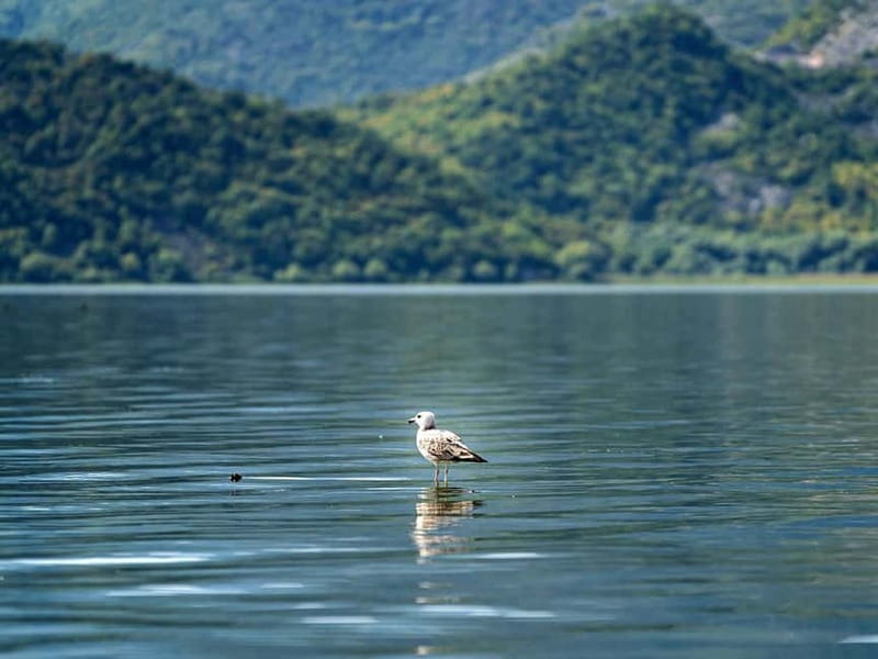 Skadar Lake National Park: Birdwatching & Photography Tour - The people factor: guides who treat the lake with respect