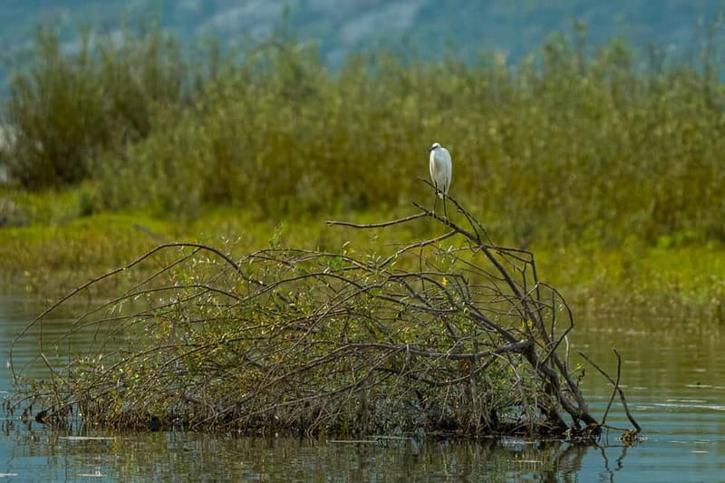 Skadar Lake National Park: Birdwatching & Photography Tour - What to bring (and what you’ll be glad you brought)