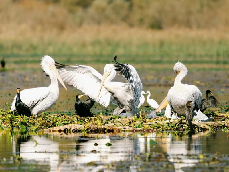 Skadar Lake National Park: Birdwatching & Photography Tour - The reed-roof čun: your floating hide for photos and quiet watching
