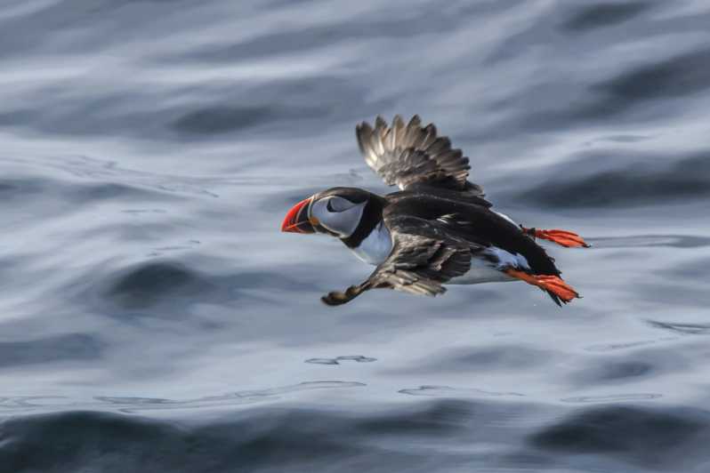 The Bird Safari Tour - Honningsvåg to Gjesvær: the ride that sets the mood