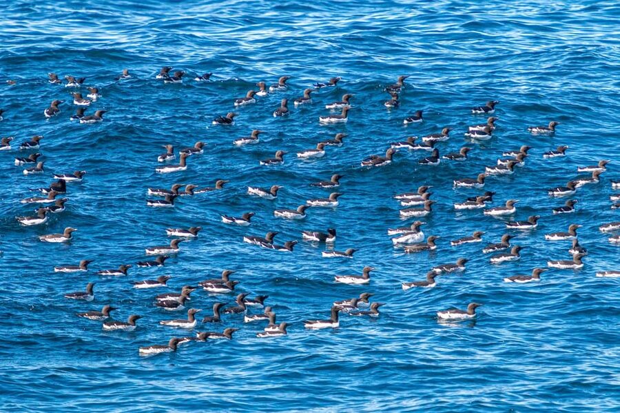 The Bird Safari Tour - The boat portion: where puffins, eagles, and friends show up
