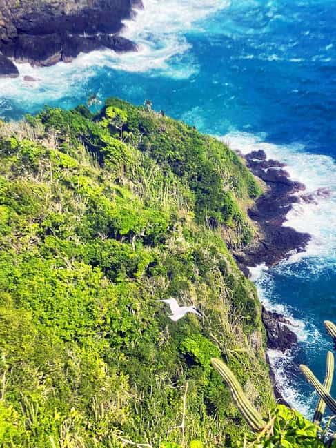 Tobago: Little Tobago Bird Sanctuary Visit and Boat Tour - Who should book this tour (and who should choose something else)