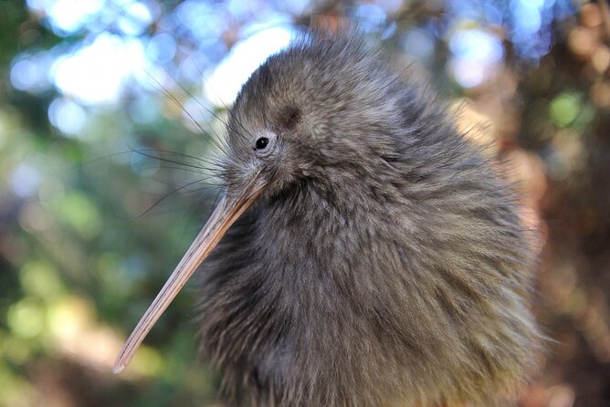 Twilight Wild Kiwi Bird Encounter Private Tour - Key things to know before you go